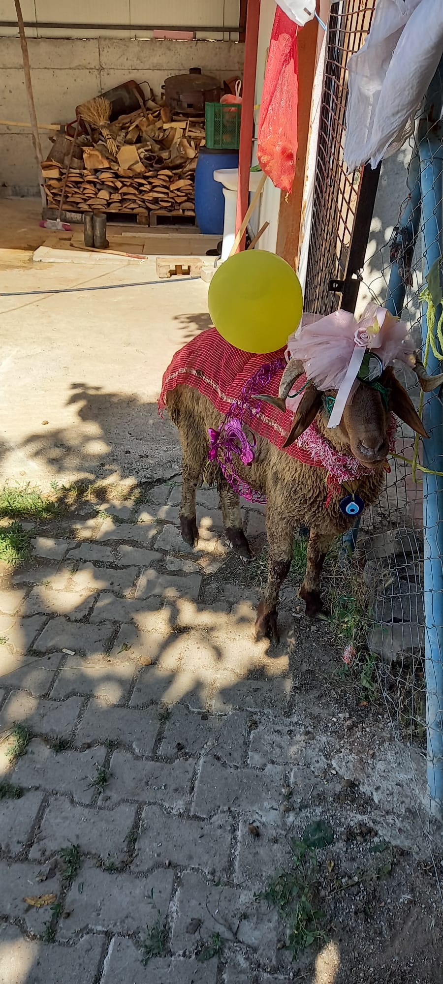 Tokat’ta Yüzyıllık 'Gelin Koçu' Geleneği Yaşatılıyor (1)