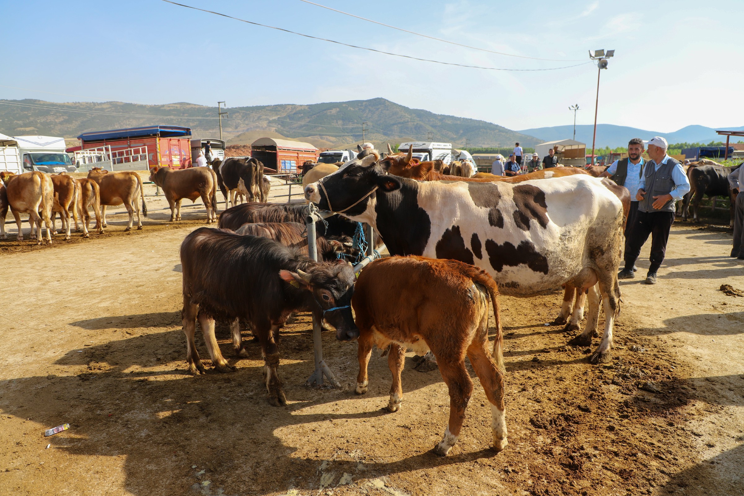 Turhal Belediye Başkanı Ural’dan Kurban Pazarına Ziyaret (3)