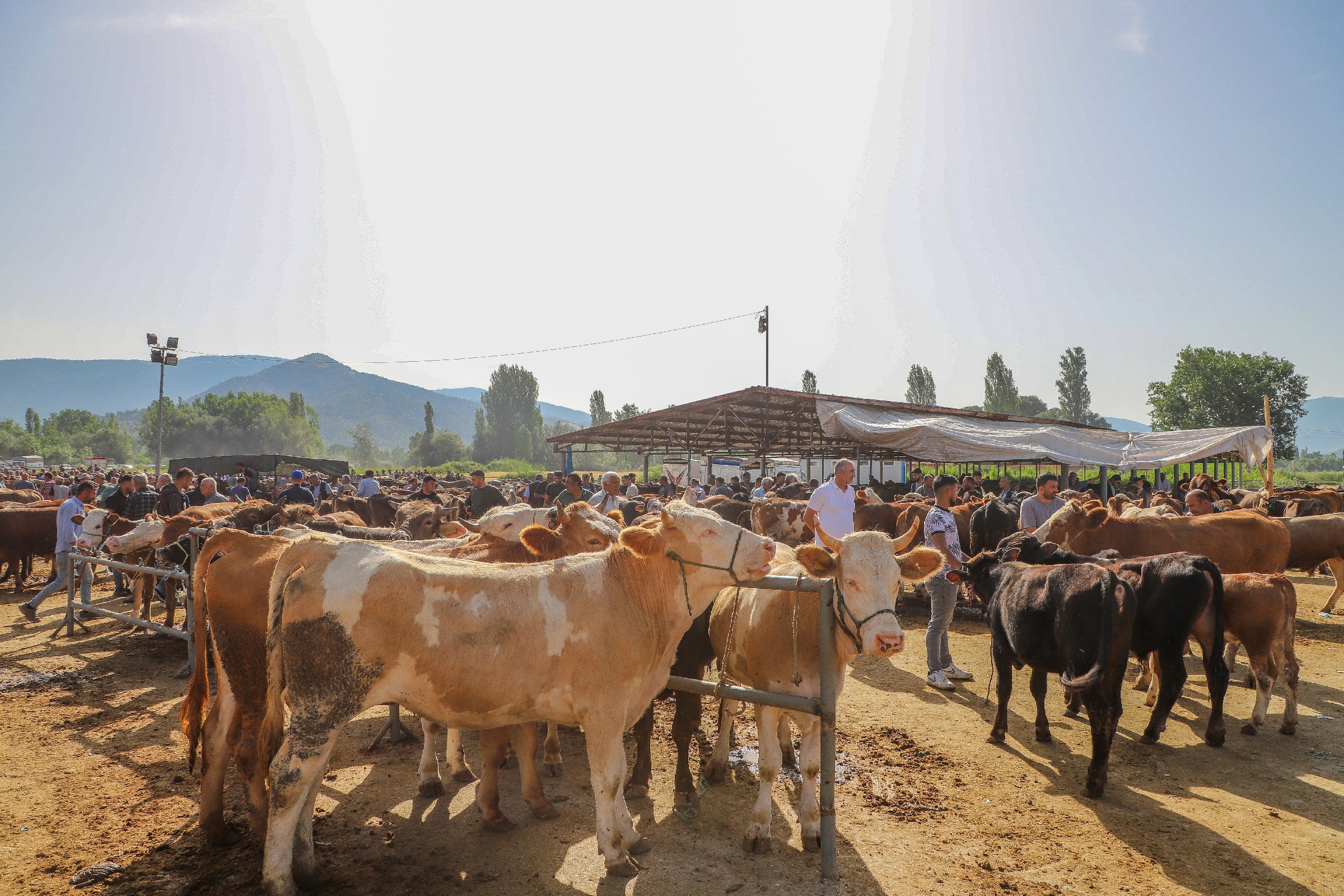 Turhal Belediye Başkanı Ural’dan Kurban Pazarına Ziyaret (4)