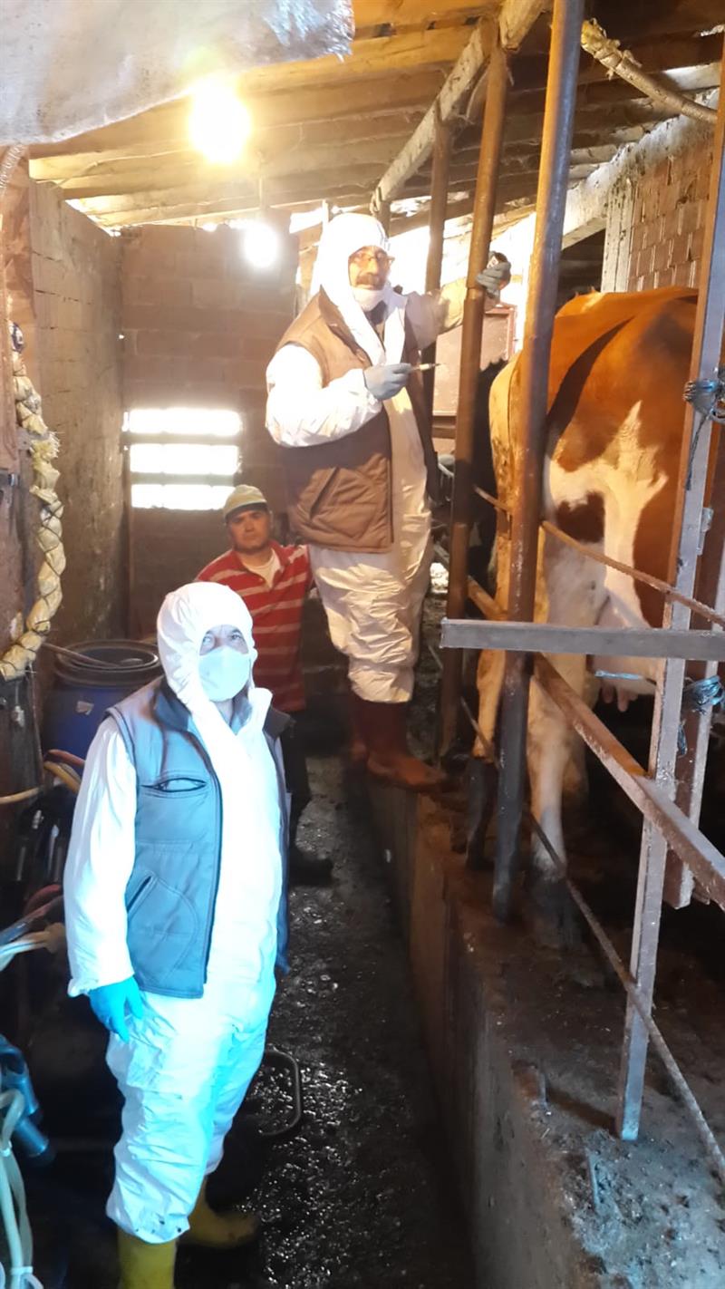Tokat’ta 253 Bin Büyükbaş Hayvan Şap Hastalığına Karşı Aşılandı (1)