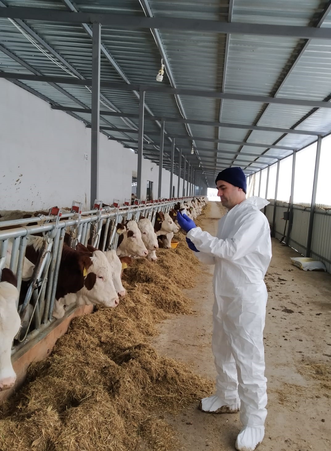 Tokat’ta 253 Bin Büyükbaş Hayvan Şap Hastalığına Karşı Aşılandı (5)
