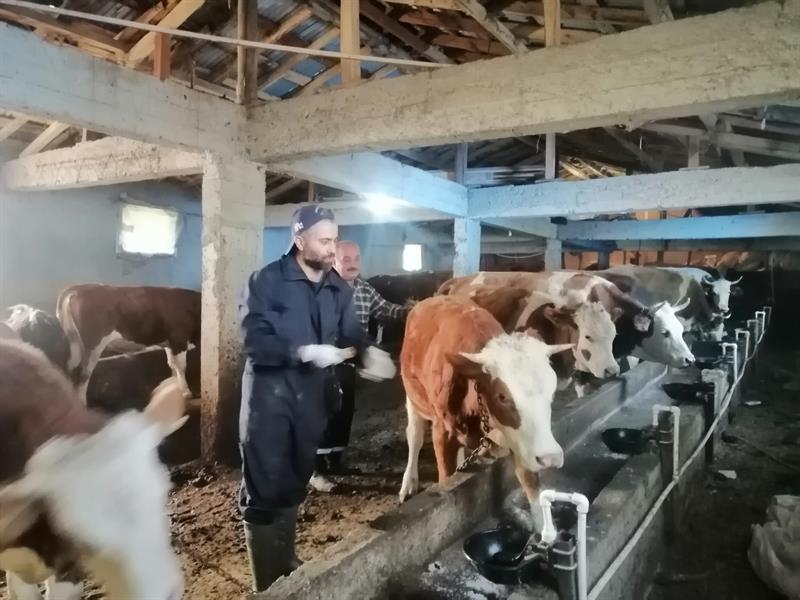 Tokat’ta 253 Bin Büyükbaş Hayvan Şap Hastalığına Karşı Aşılandı (6)