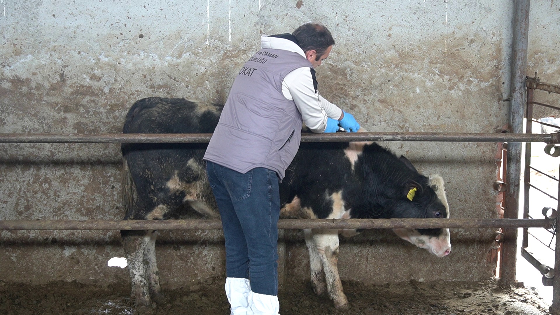 Tokat’ta 253 Bin Büyükbaş Hayvan Şap Hastalığına Karşı Aşılandı (8)