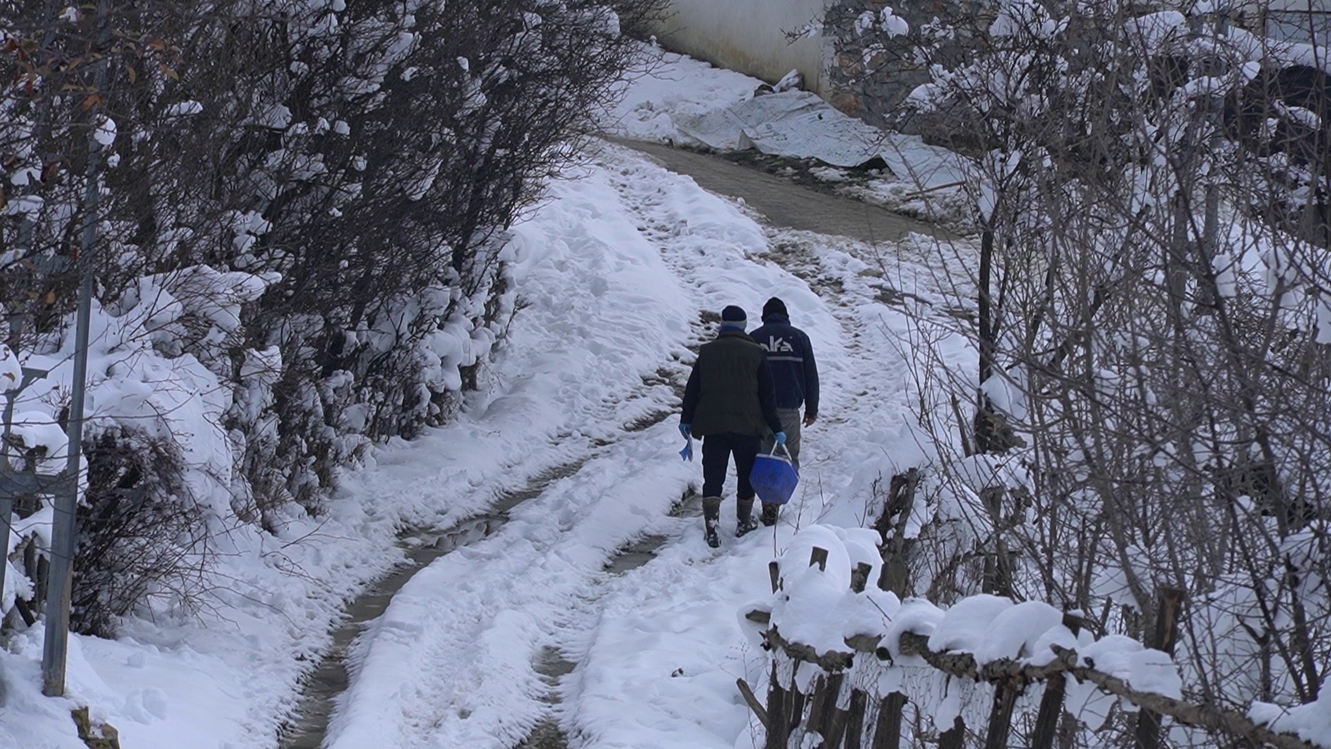 Tokat’ta 253 Bin Büyükbaş Hayvan Şap Hastalığına Karşı Aşılandı (9)