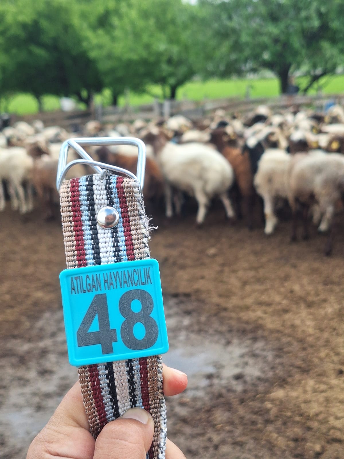 Tokat’ta Yüzyıllık 'Gelin Koçu' Geleneği Bu Yıl Da Yaşatılacak (1)