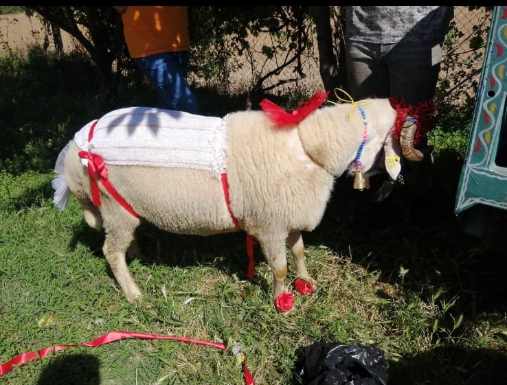 Tokat’ta Yüzyıllık 'Gelin Koçu' Geleneği Bu Yıl Da Yaşatılacak (2)