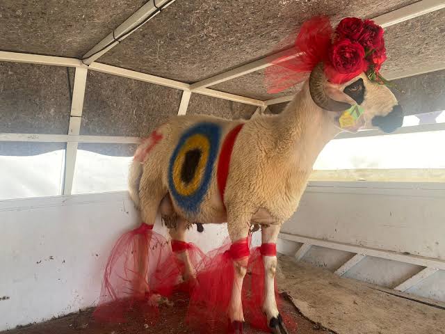 Tokat’ta Yüzyıllık 'Gelin Koçu' Geleneği Bu Yıl Da Yaşatılacak (5)