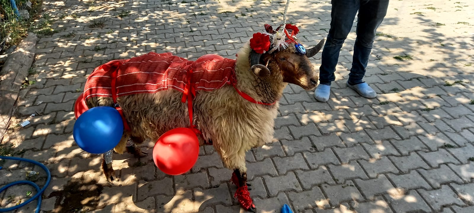 Tokat’ta Yüzyıllık 'Gelin Koçu' Geleneği Bu Yıl Da Yaşatılacak (6)