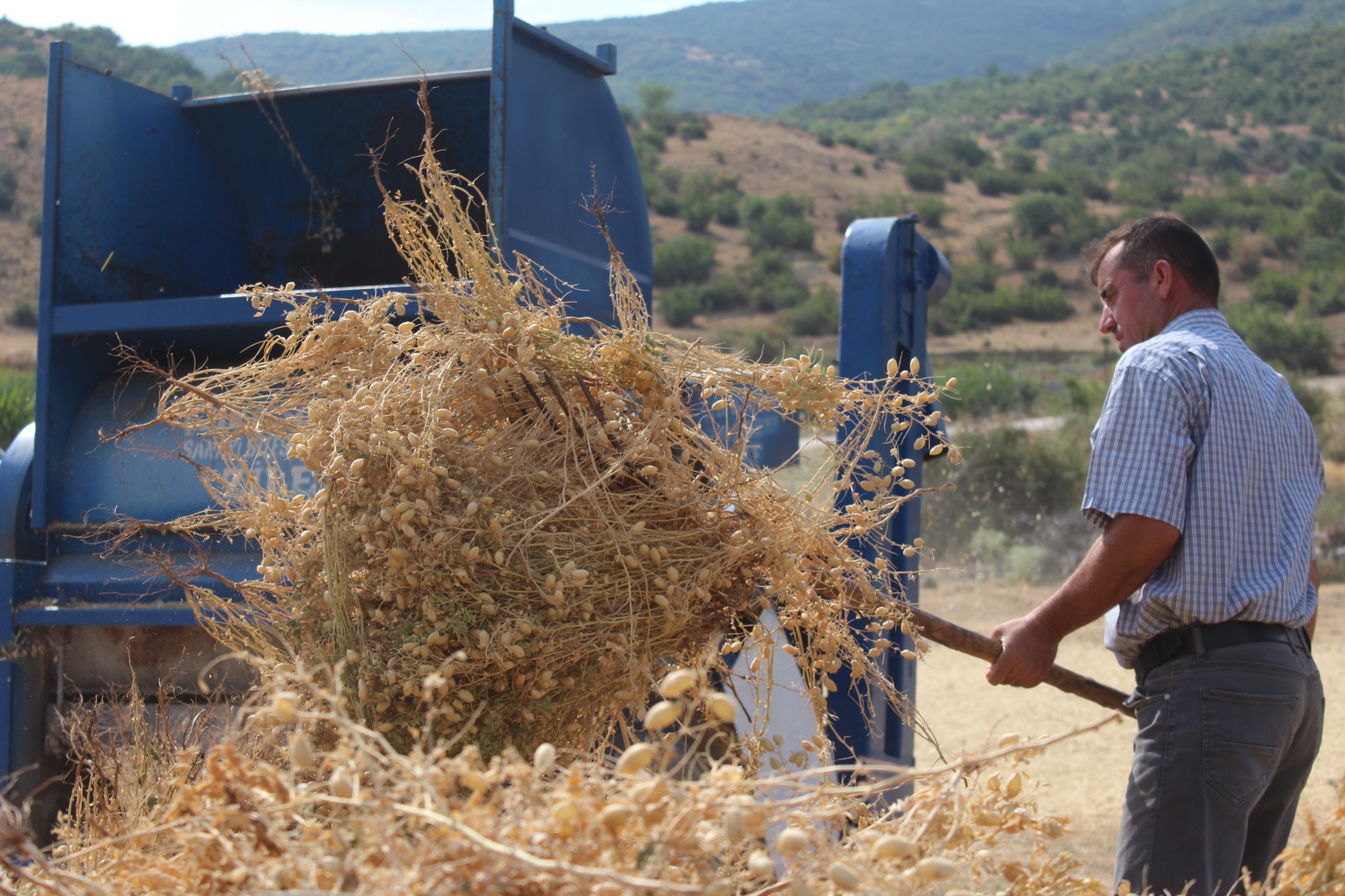 Pazar’da Yerli Tohum Azkan Nohutu (1)