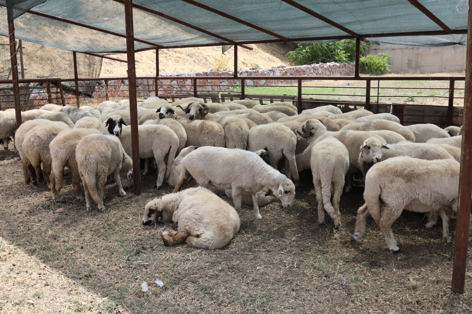 I M G 20251106 W A0014