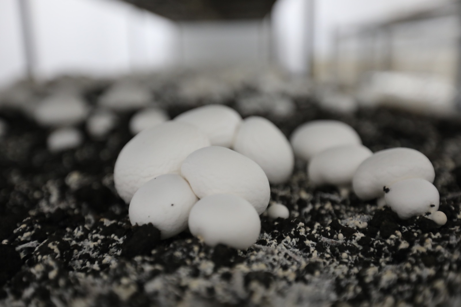 Whatsapp Image 2025 12 15 At 10.59.22