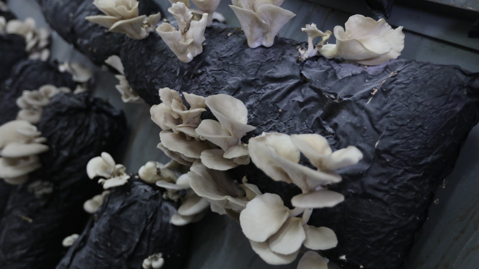 Whatsapp Image 2025 12 15 At 10.59.24