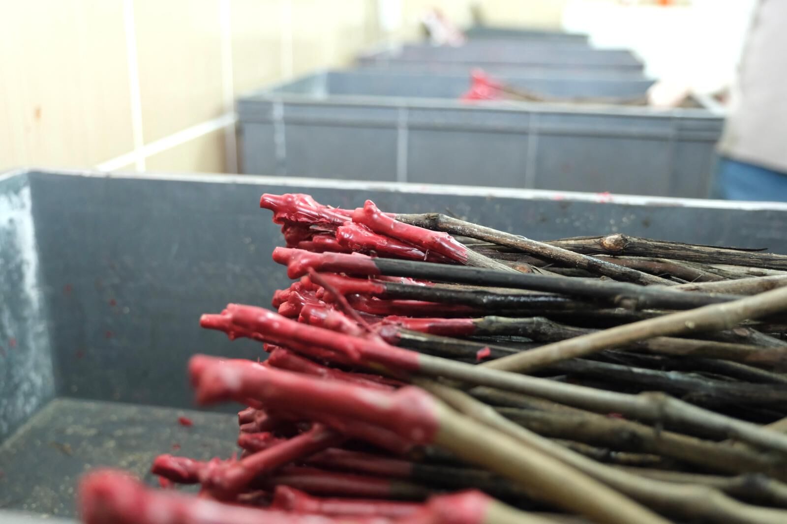 Whatsapp Image 2026 03 16 At 14.55.56 (1)