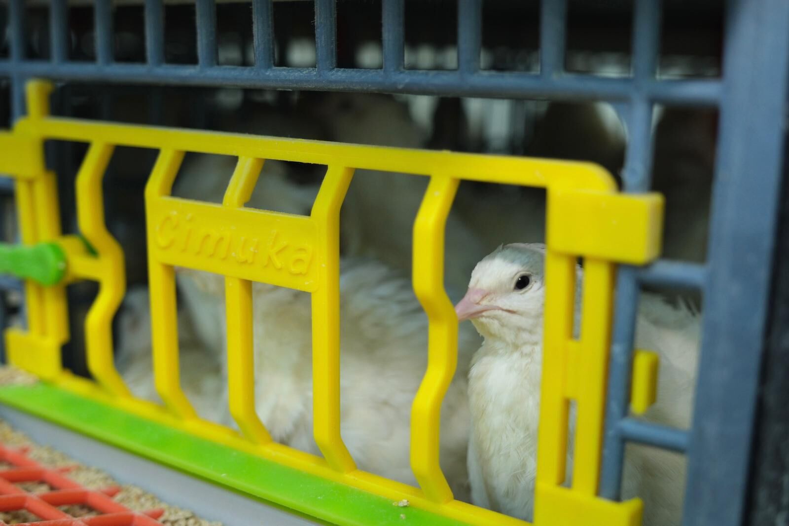 Whatsapp Image 2026 03 16 At 14.55.57