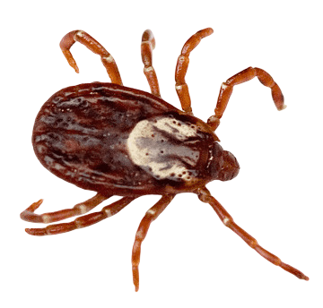 Png Transparent American Dog Tick Deer Tick Tick Borne Disease Lone Star Tick Dog Animals Pest Control Disease Thumbnail(1)